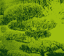 A Niwaki tree in the center of the image.
