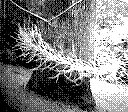 A ring of tree branch is surrounding a tree.