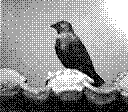 A Western jackdaw on a roof.