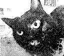 A black cat doing :P