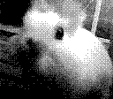 Close up of a rabbit