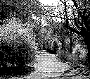 A single path curves to the left, surrounded by a large grouping of trees and bushes. Taken in 2 bit black and white.