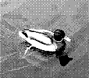 A duck floating on the water, casting a shadow directly below. Taken in 2 bit black and white.