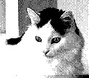A fluffy white cat with black spots turns his head toward the viewer, eyes bright. Taken in 2 bit black and white.