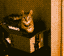 Orange cat, Alfons, sitting in a cardboard box.
